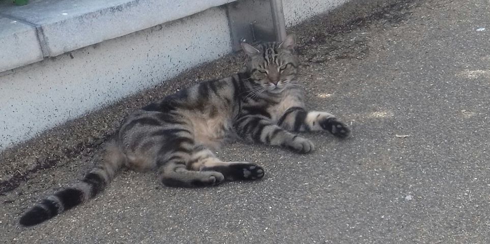 At Ease - Ever Watchful
