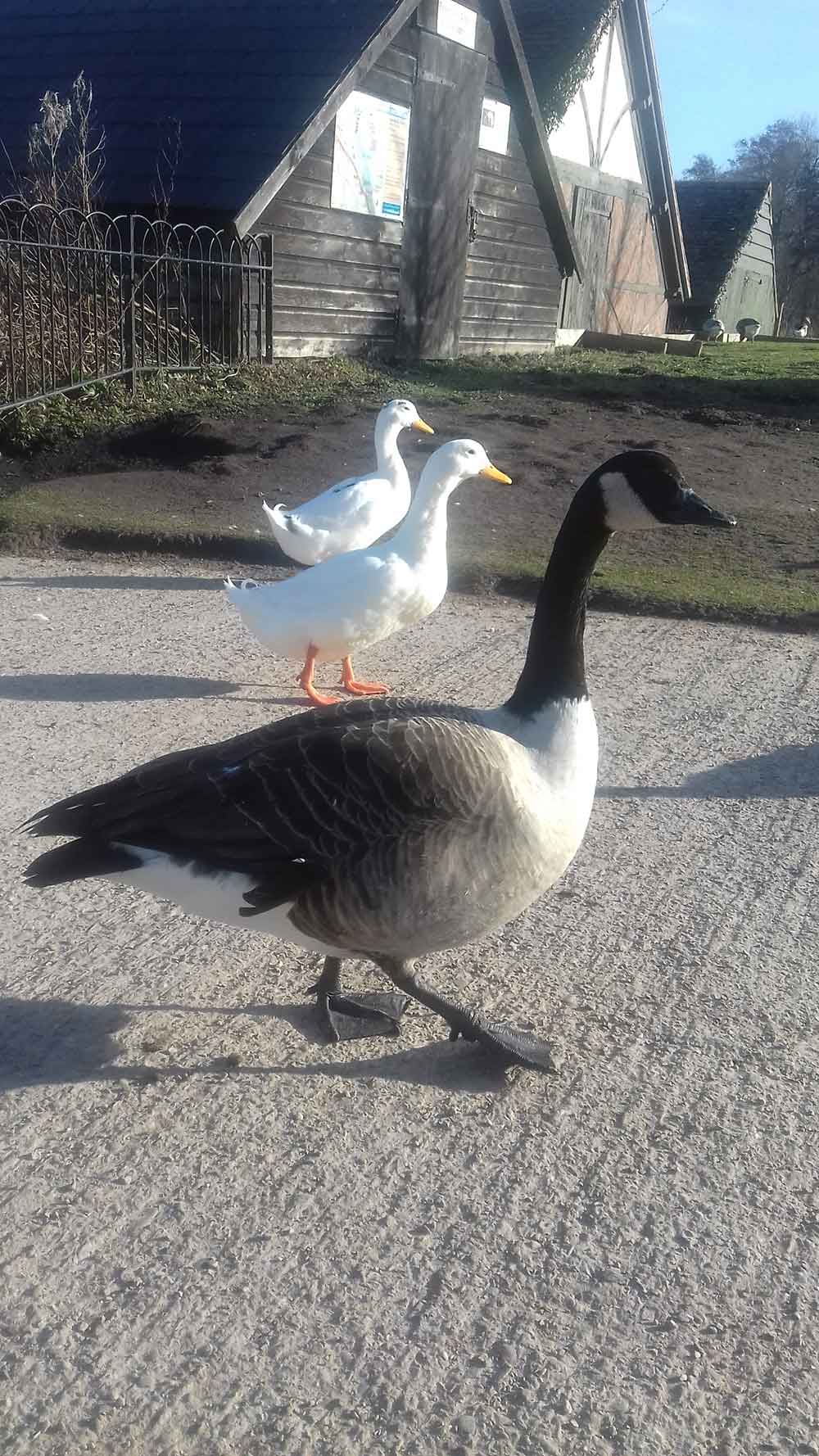 ‘Lets Go’ said the goose